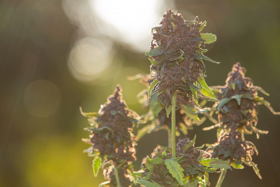 ganja sacrament nyt