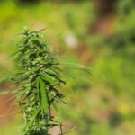 Top Cannabis Strains for Calm Relief