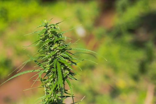 Top Cannabis Strains for Calm Relief